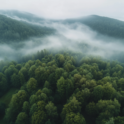 Foggy Forest Aerial View