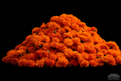 Vibrant Marigold Mound