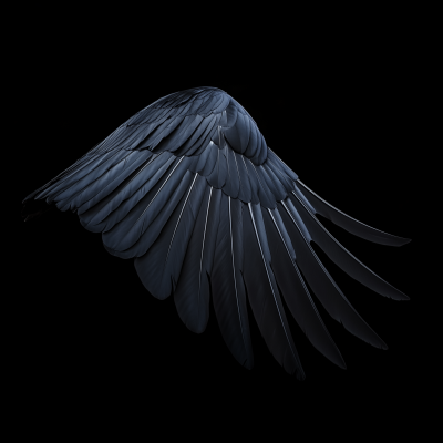 Mid Flight Crow Wing