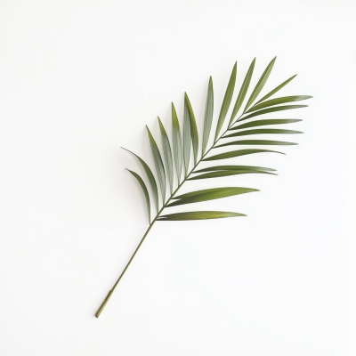 Elegant Palm Leaf